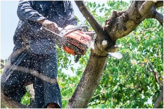 tree services Gorman